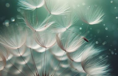 pluim, Logo, De zoektocht naar jezelf - Veerle van den Broek